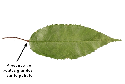 Reconnaissance Des Arbres Par Les Feuilles Le Merisier