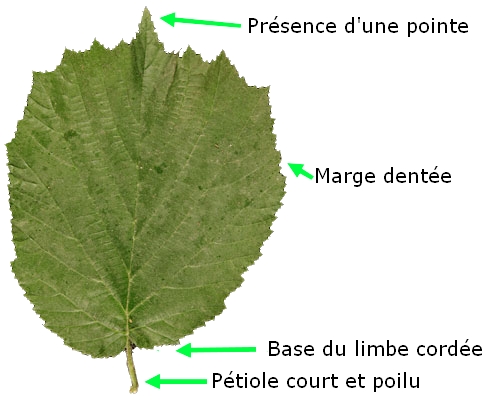 Reconnaissance Des Arbres Par Les Feuilles Le Noisetier